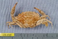 藏品(雙額短漿蟹)的圖片